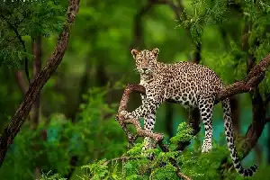 Solo quedan de 4 a 7 ejemplares: el leopardo de Java en el monte Ungaran se enfrenta a la amenaza de extinción local